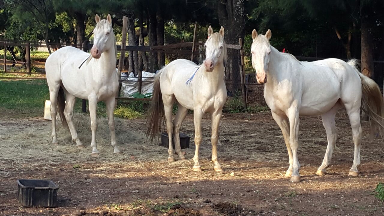 Gift horses