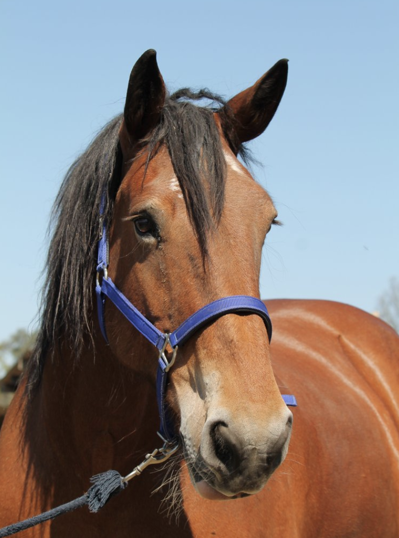 Seismic. Healing with Horses