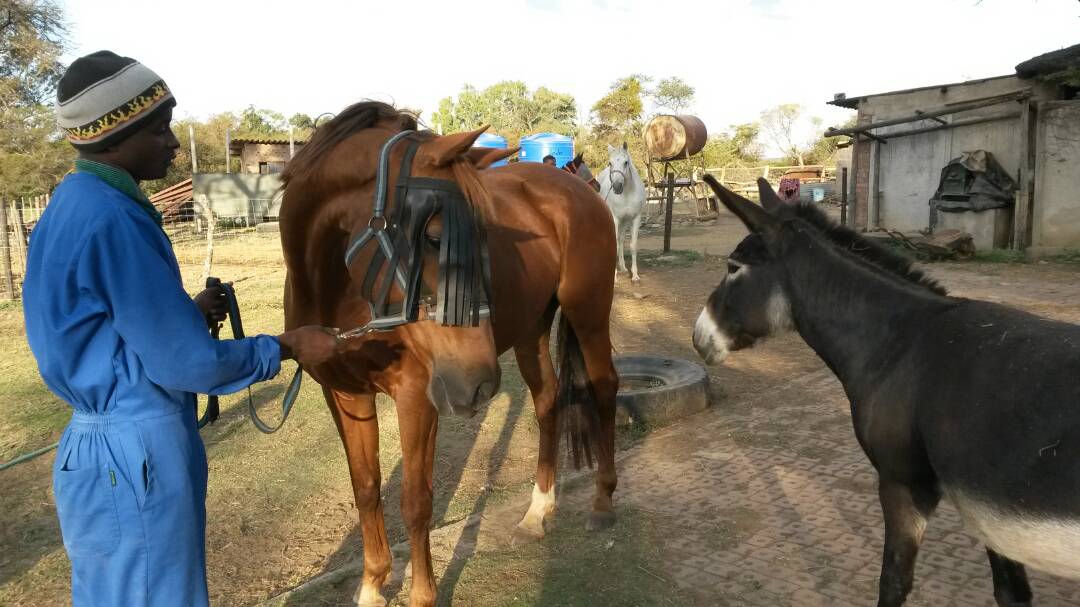 Healing with Horses, Zimbabwe