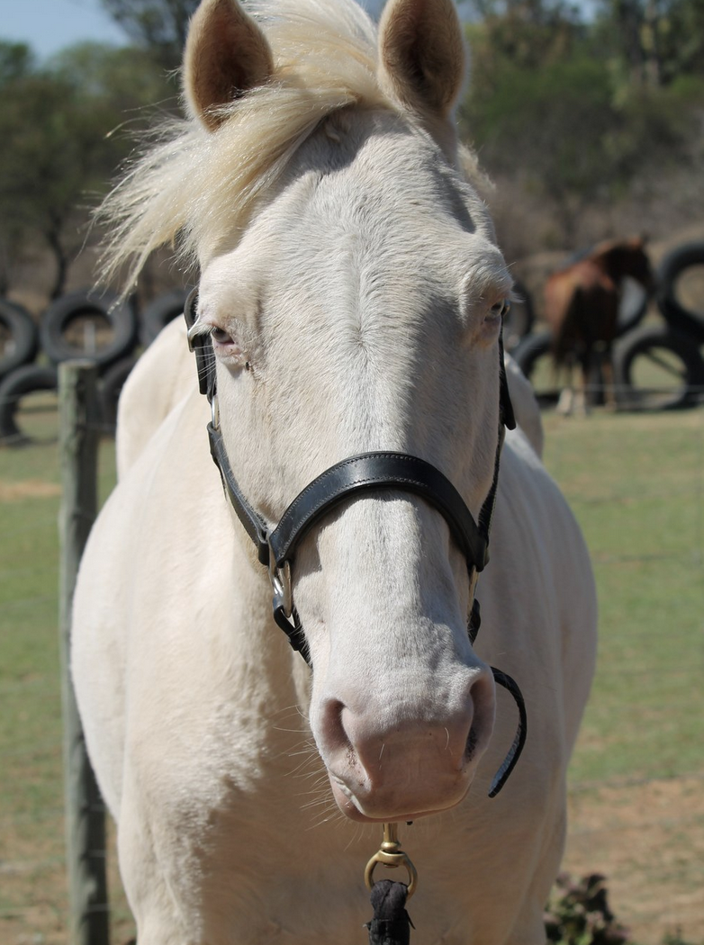 Freshly Ground. Healing with Horses