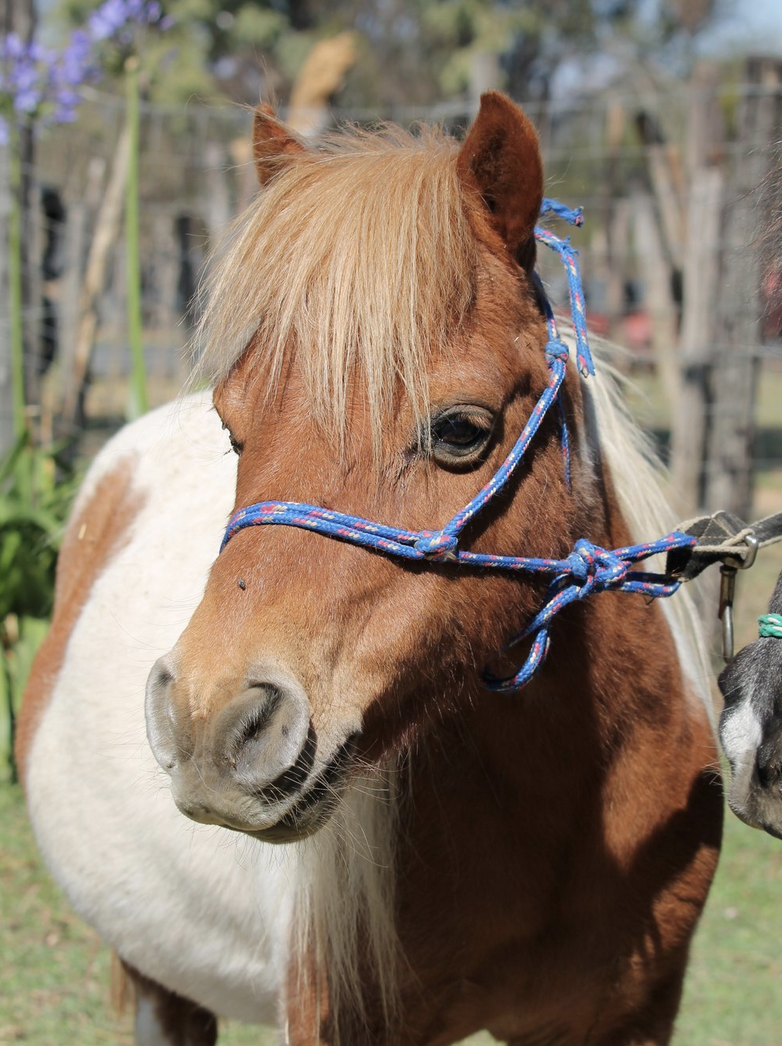 Disneyland Eldorado. Healing with Horses