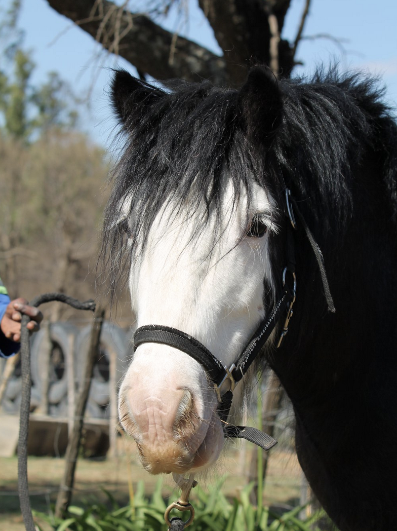 Little Man. Healing with Horses