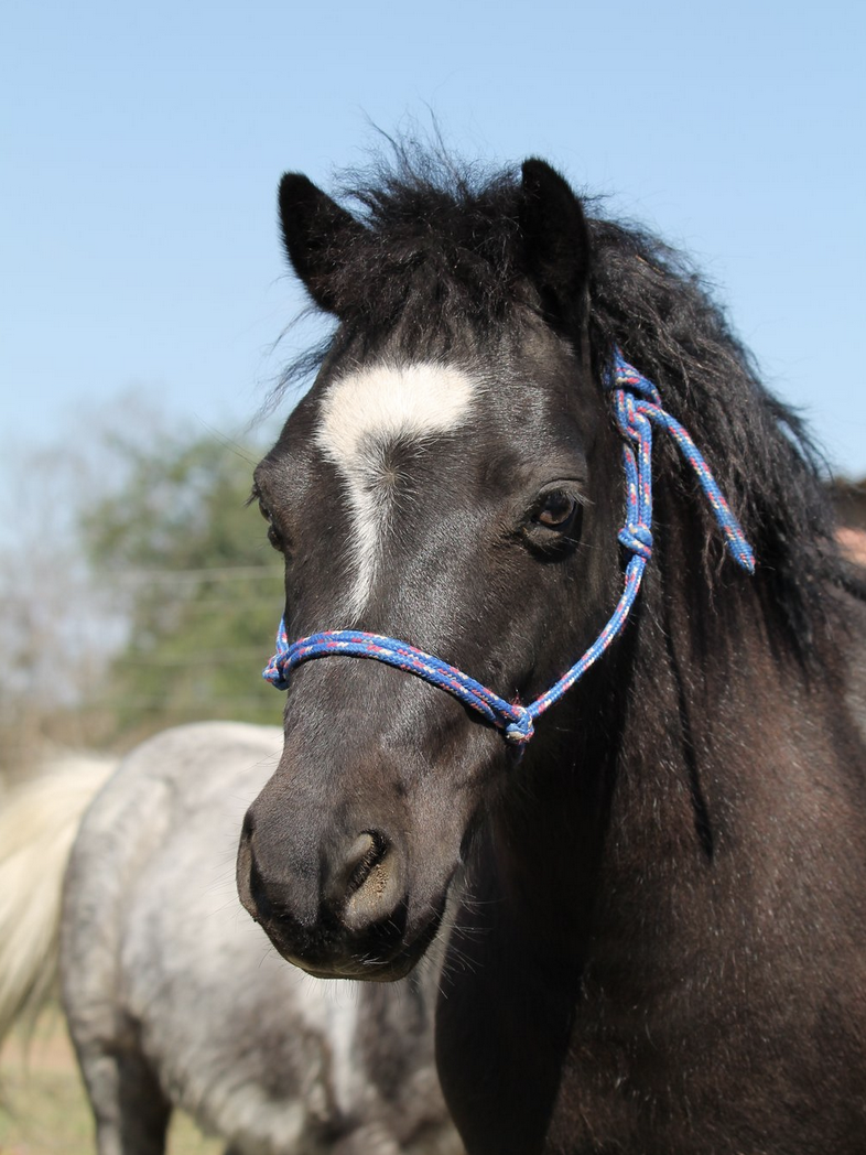 Paddington. Healing with Horses