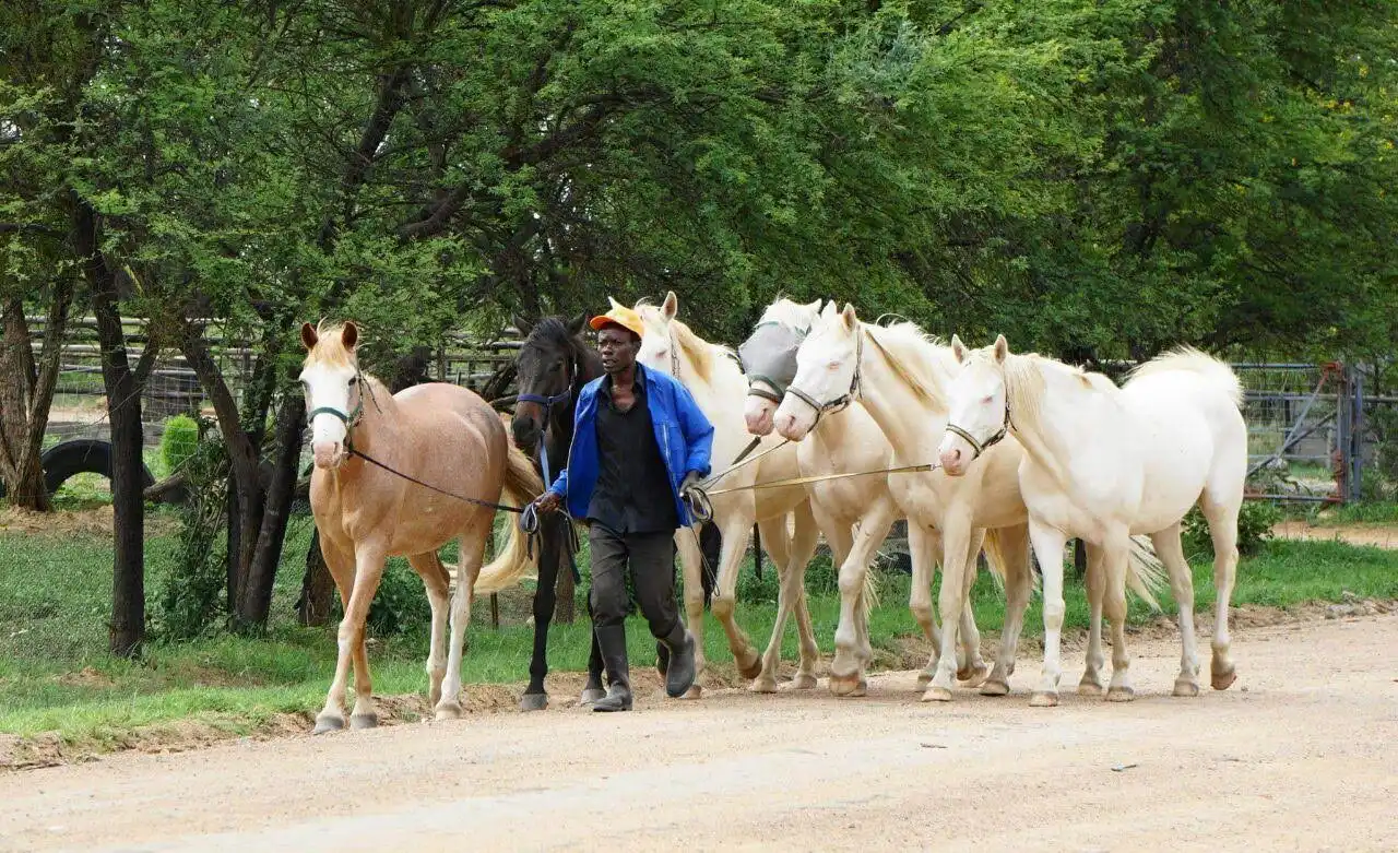 Our Horses 03