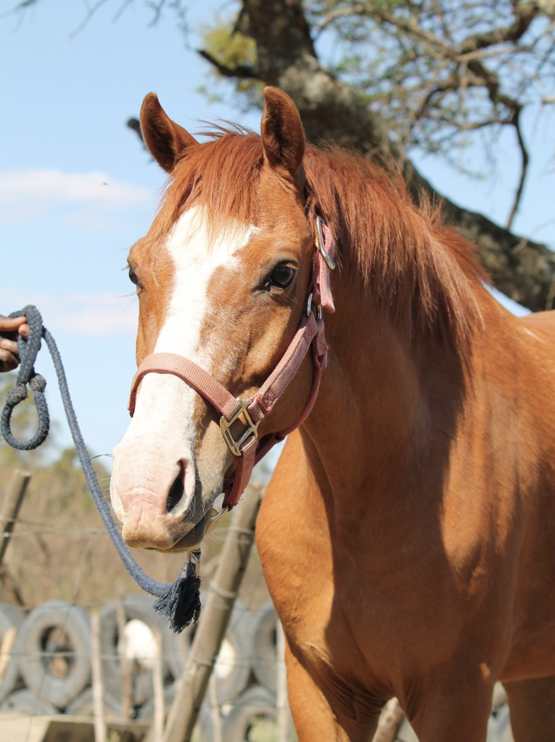 Firefox. Healing with Horses