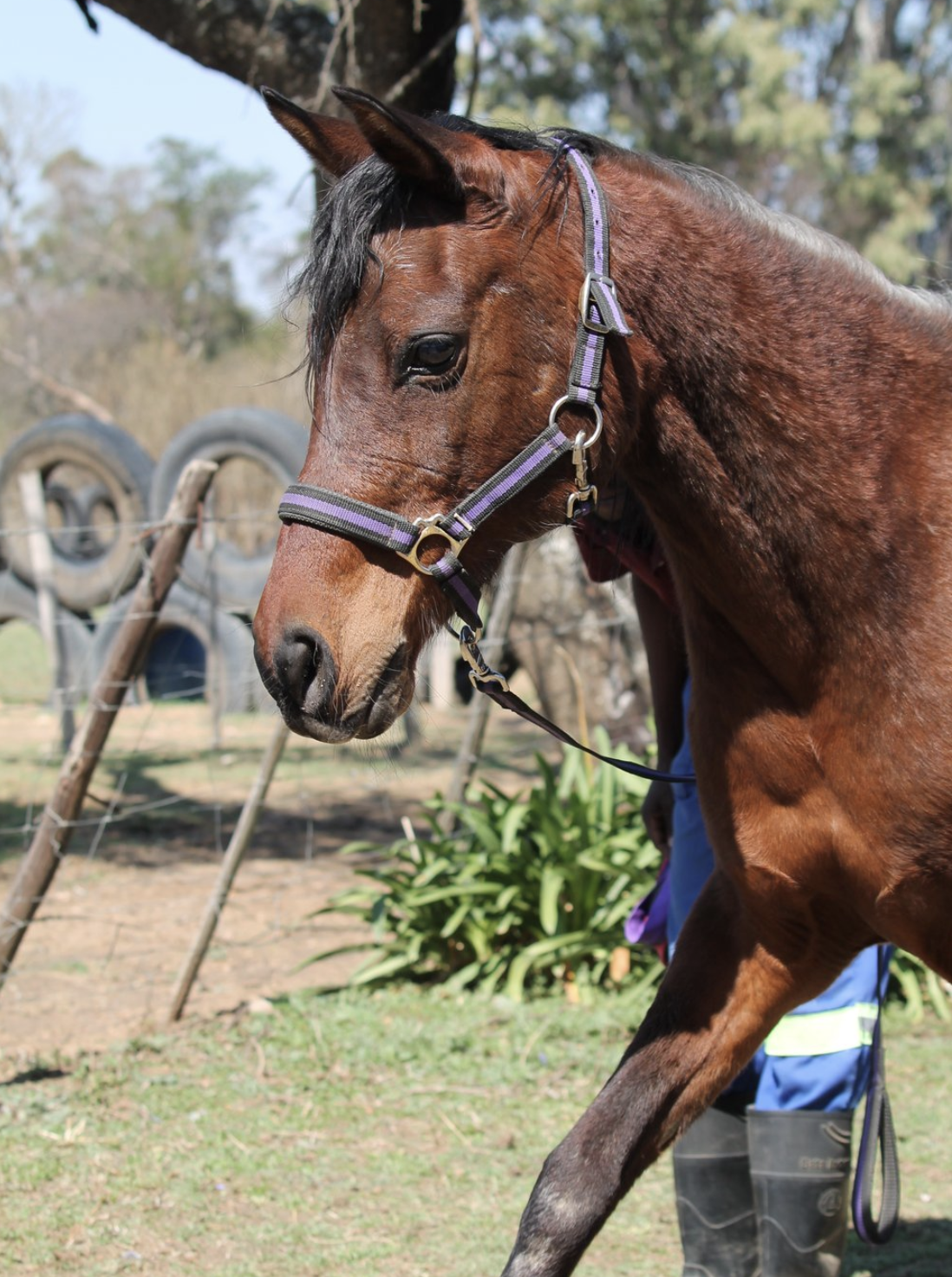 Ghazal. Healing with Horses