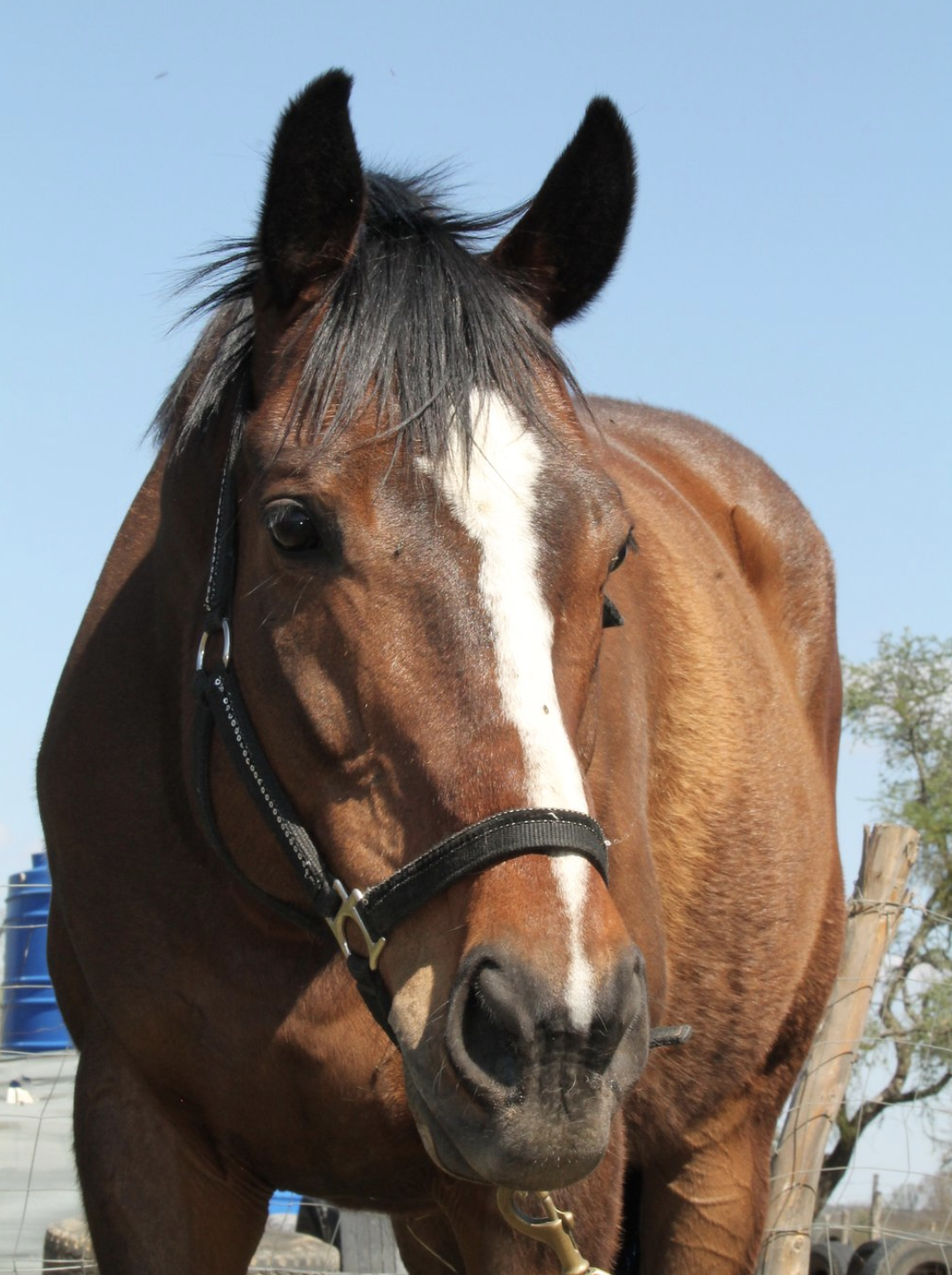 Double Gold. Our horses. Healing with horses