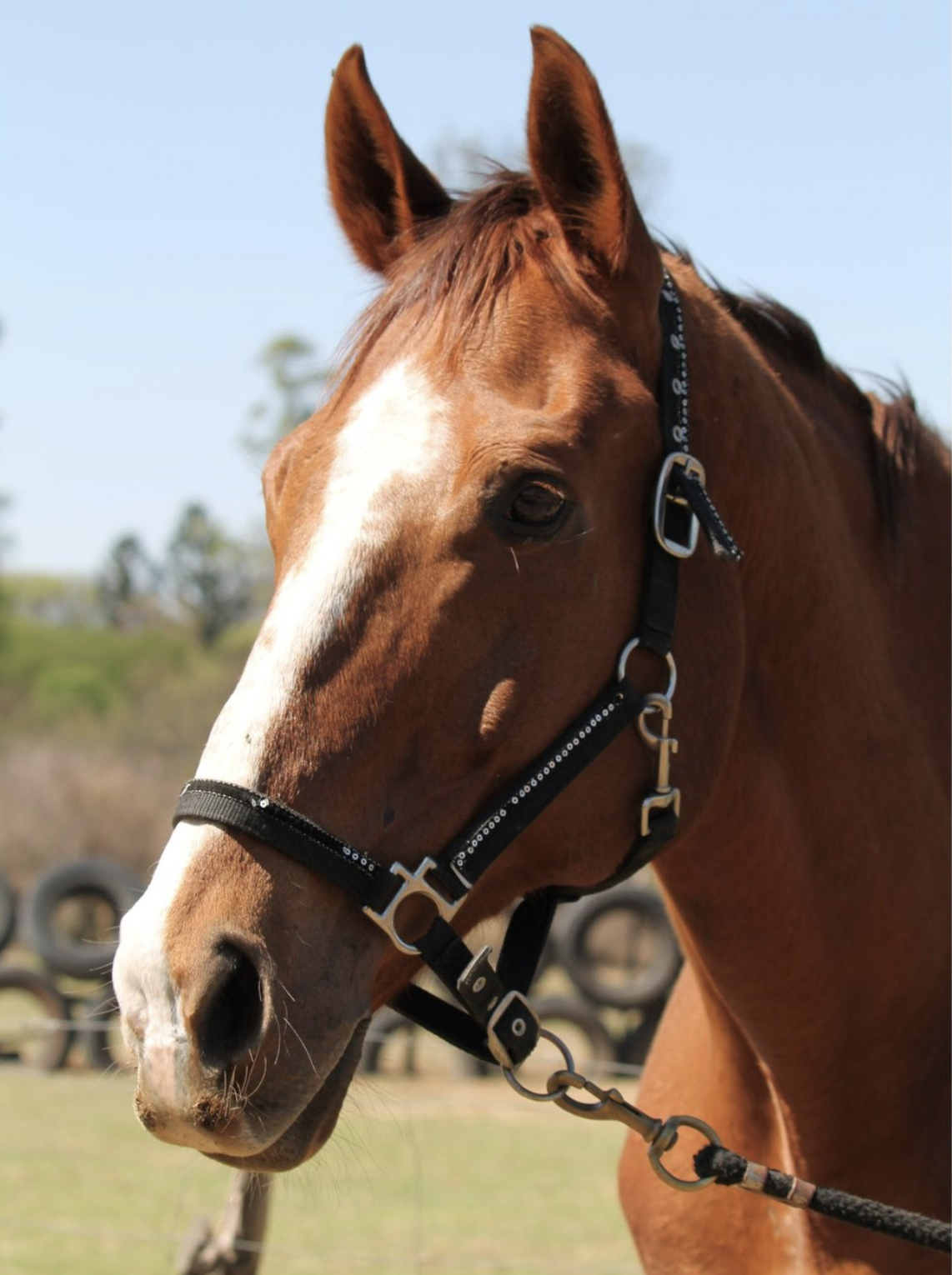 Agent. Our horses. Healing with horses