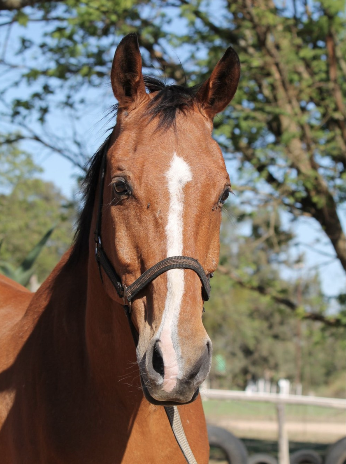 Guitar. Our horses. Healing with horses