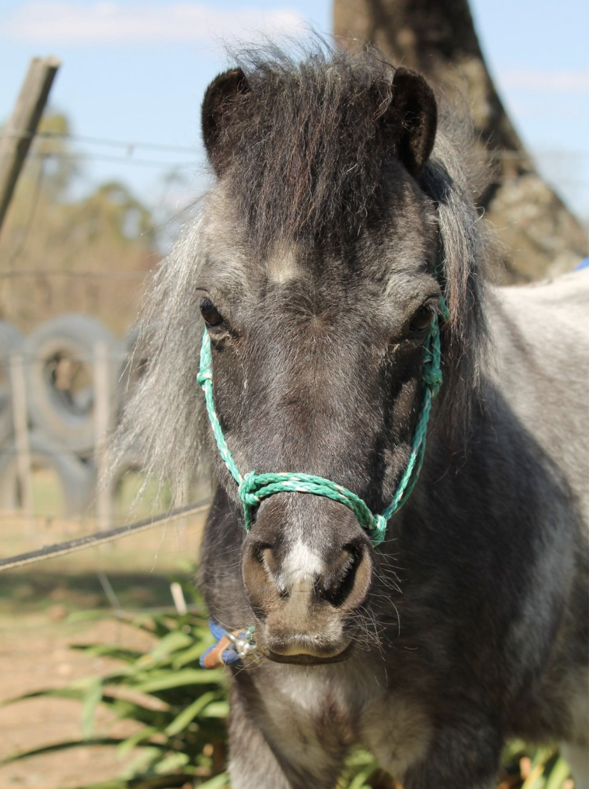 Bridget. Our horses. Healing with horses