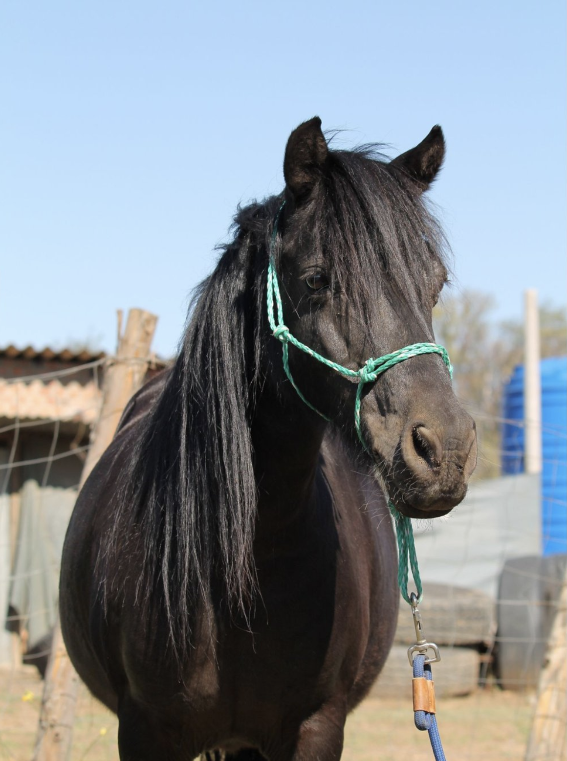 Bess. Our horses. Healing with horses